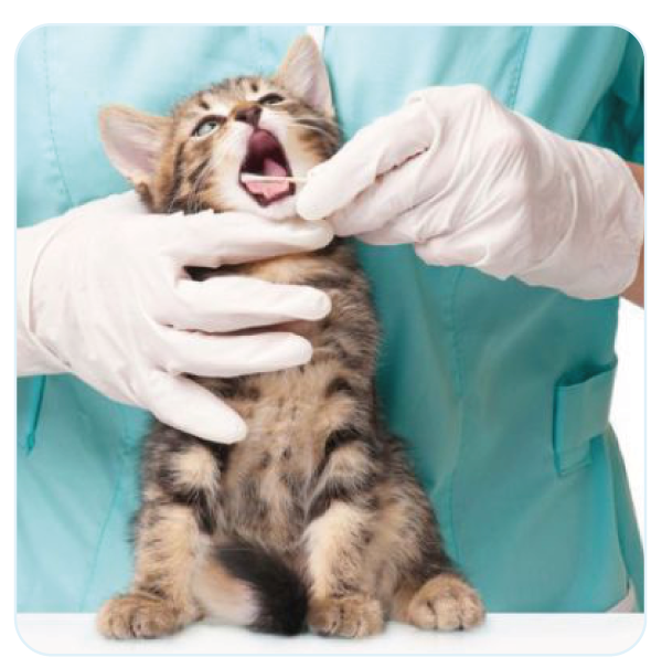Assistenza infermieristica veterinaria a domicilio