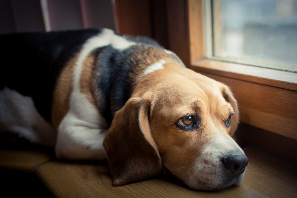 Cane anziano, articolo sui disturbi cognitivi