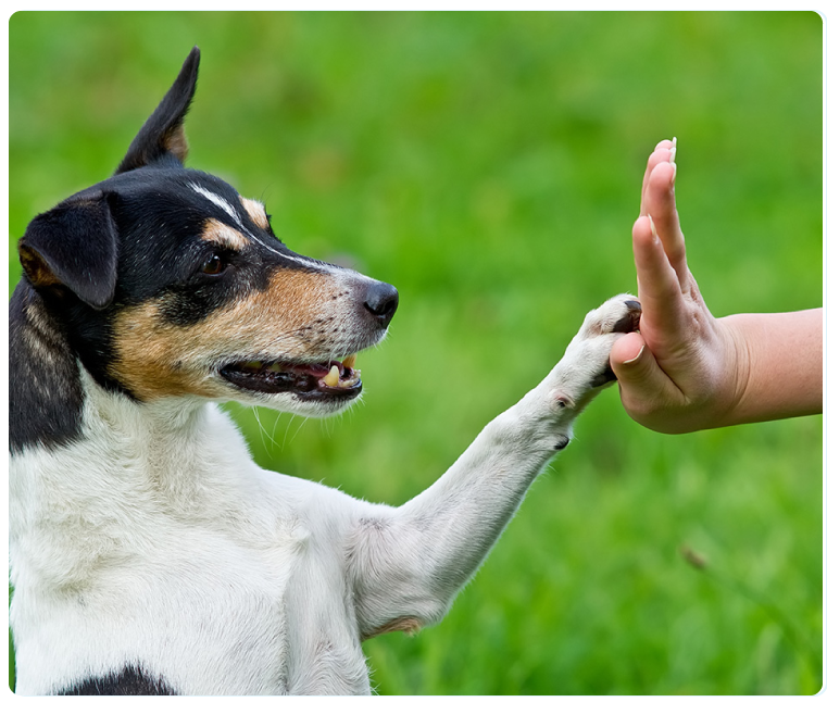 Cane durante il percorso educativo