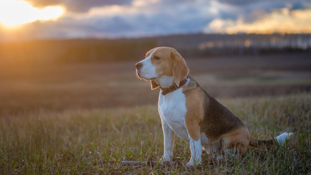 Eutanasia veterinaria, dolce addio