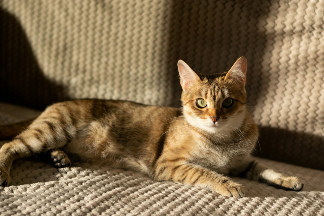 Gatto tigrato rilassato su una coperta in casa