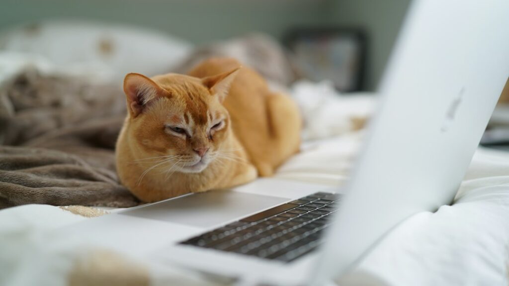Gatto accanto a un computer portatile, per un articolo sull'informazione sanitaria online