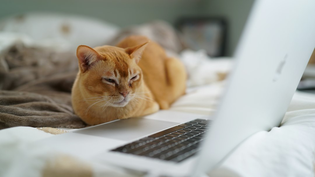 Gatto accanto a un computer portatile, per un articolo sull'informazione sanitaria online