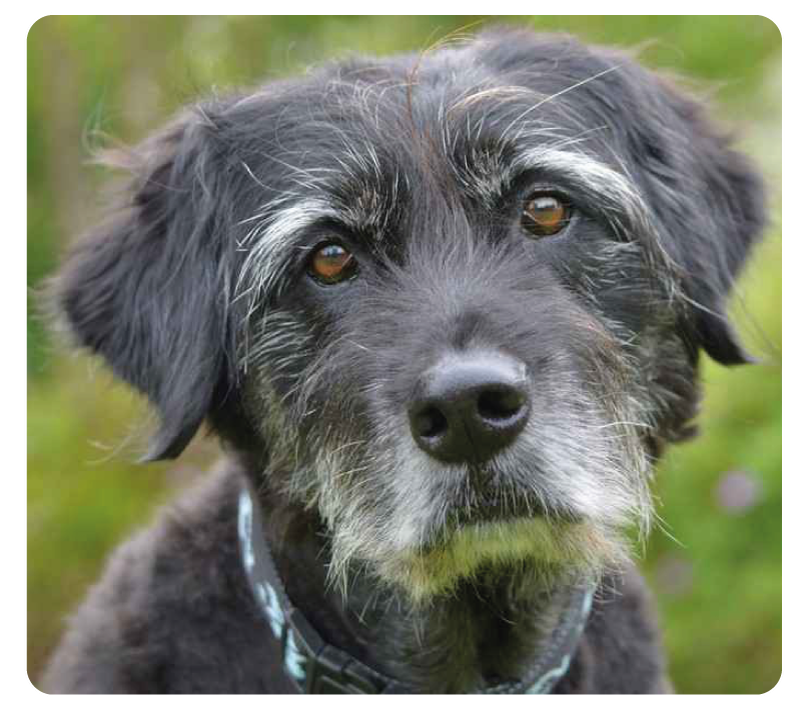 Cane anziano, prevenzione e benessere nella terza età