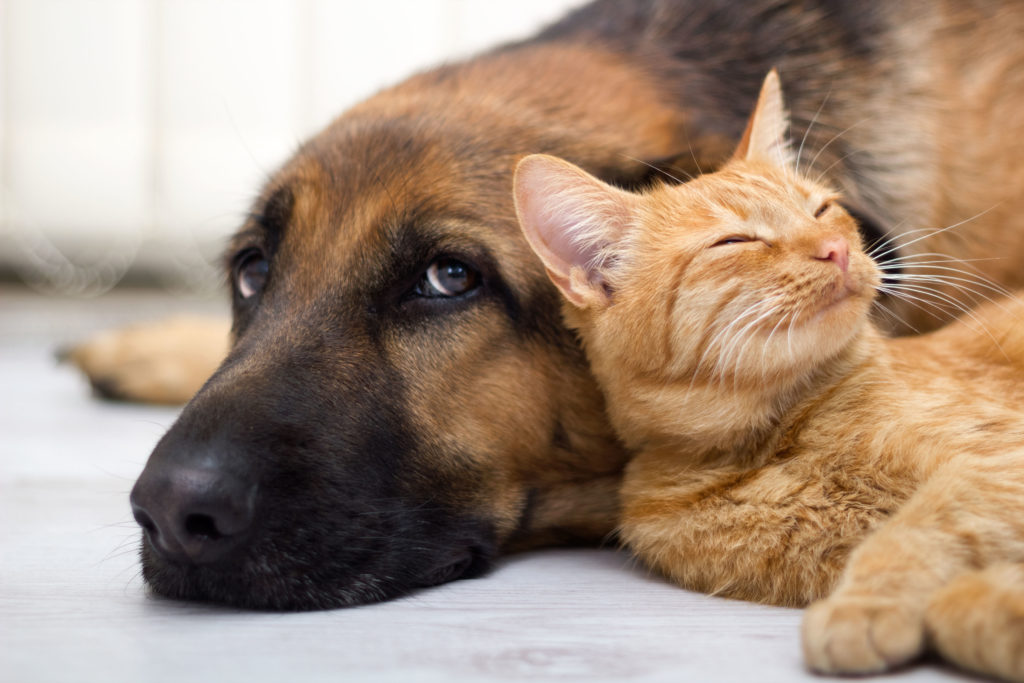 Cane e gatto, articolo sulla leishmaniosi canina