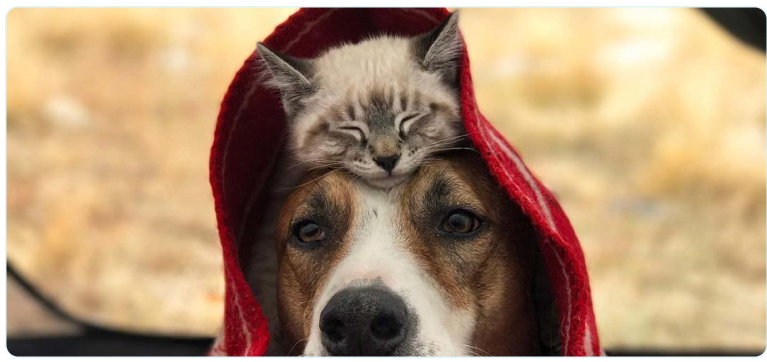 Cane e gatto, pagina sui parassiti