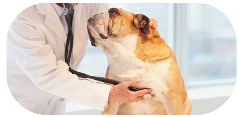 Misurazione della pressione sanguigna nel cane e nel gatto