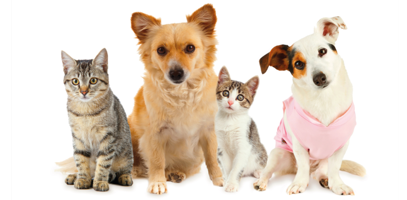 Prevenzione e benessere veterinario a domicilio