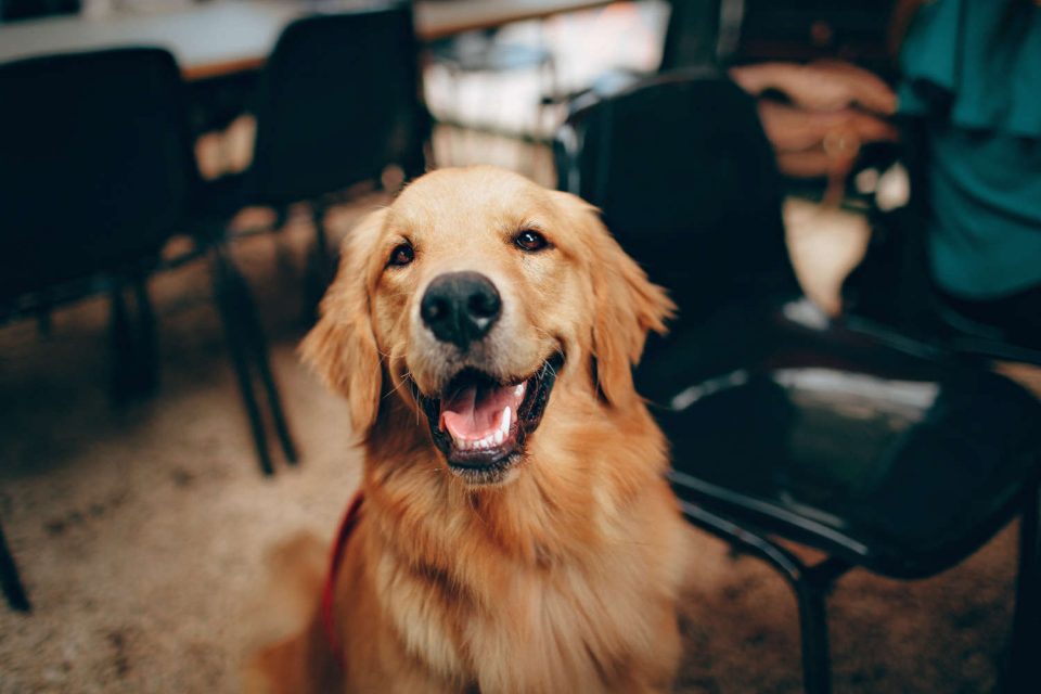 Cane, articolo sulla qualità della vita