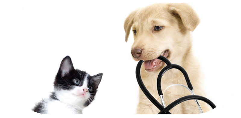 Servizi veterinari a domicilio a Roma