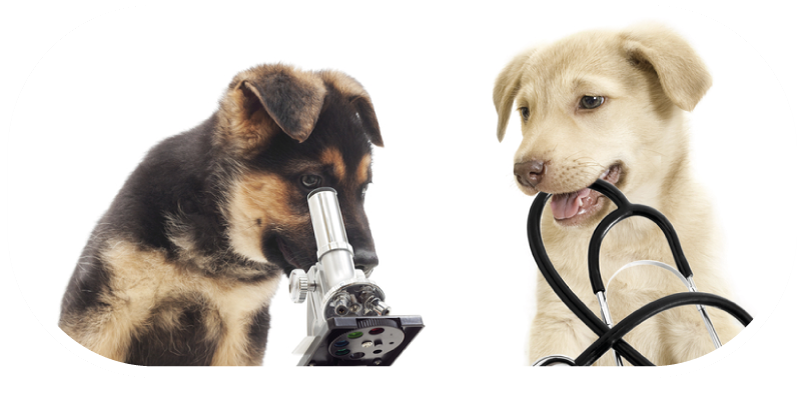Ulteriori indagini diagnostiche veterinarie
